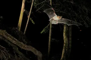 Myotis: Greater Mouse-eared Bat - in flight