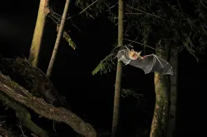 Myotis: Greater Mouse-eared Bat - in flight