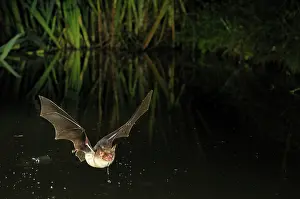 Myotis: Greater Mouse-eared Bat - in flight drinking from
