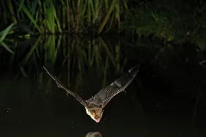 Myotis: Greater Mouse-eared Bat - in flight above a forest