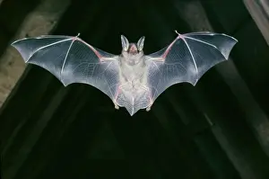 Myotis: Greater mouse-eared BAT - in flight in roof