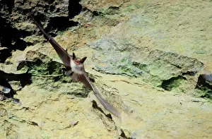 Myotis: Greater mouse-eared bat flying out of a cave (