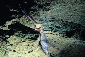 Myotis: Greater mouse-eared bat flying out of a cave (