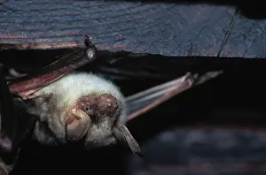 Loft: Greater mouse-eared bat - in loft, December
