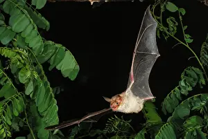 Myotis: Greater mouse-eared bat (Myotis myotis), in Devetashka