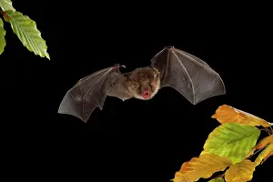 Myotis: Greater Mouse-eared Bat (Myotis myotis) in flight