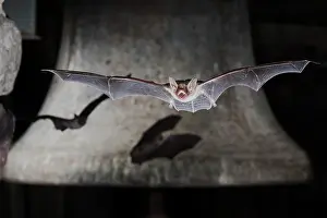 Myotis: Greater mouse-eared bat (Myotis myotis), flying