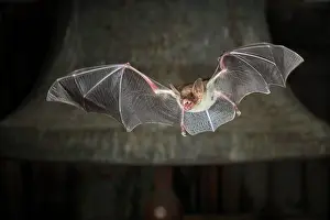 Myotis: Greater mouse-eared bat (Myotis myotis), flying