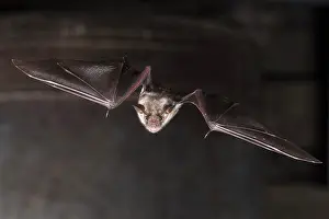 Myotis: Greater mouse-eared bat (Myotis myotis), flying