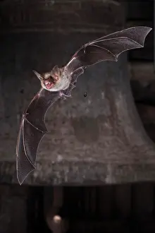 Myotis: Greater mouse-eared bat (Myotis myotis), flying