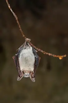 Hibernation: Greater mouse-eared bat (Myotis myotis) in hibernation