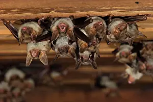 Myotis: Greater mouse-eared bat (Myotis myotis), maternity