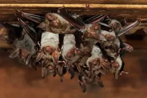 Myotis: Greater mouse-eared bat (Myotis myotis), maternity