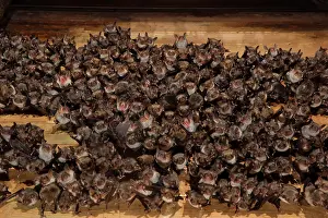 Myotis: Greater mouse-eared bat (Myotis myotis), maternity