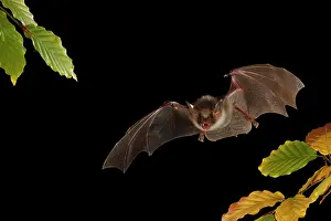Myotis: Greater mouse-eared bat (Myotis myotis) weekly roost