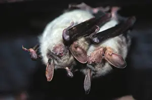 Loft: Greater mouse-eared bat - two, in the loft, December