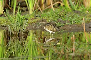 Sedge: Greater Painted Snipe