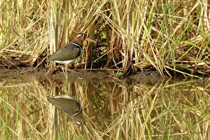 Riverine: Greater Painted Snipe