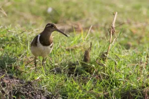Benghalensis: Greater Painted Snipe