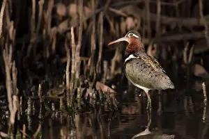 Benghalensis: Greater Painted-Snipe female in mangrove forest