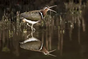 Benghalensis: Greater Painted-Snipe female in mangrove forest calling