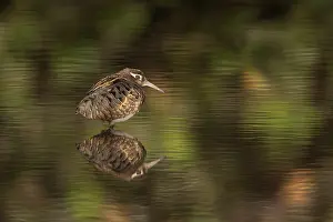Benghalensis: Greater Painted-Snipe male in water