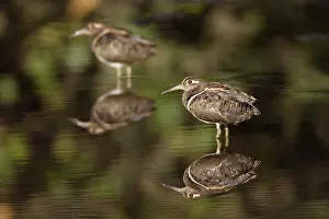 Benghalensis: Greater Painted-Snipe male in water