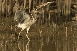 February: Greater Painted-snipe (Rostratula benghalensis)