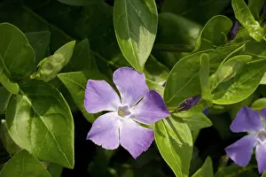 Vinca: Greater periwinkle