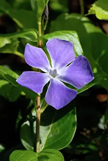 Major: Greater periwinkle