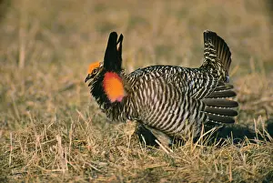 Pinnated: Greater Pinnated Grouse / Greater Prairie Chicken