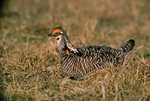 Pinnated: Greater Pinnated Grouse / Greater Prairie Chicken
