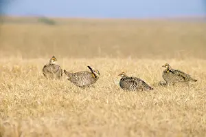 Pinnated: Greater Pinnated Grouse / Greater Prairie Chicken - male