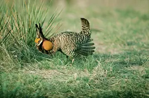 Leks: Greater Pinnated GROUSE / Prairie Chicken - male displaying
