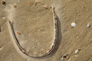Away: Greater Pipefish