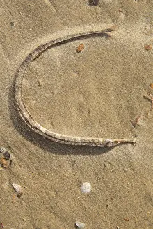 Away: Greater Pipefish