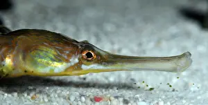 Syngnathus: Greater Pipefish. coastal areas UK, eastern North