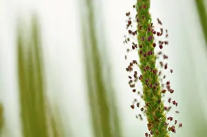 Plantaginaceae: Greater Plantain