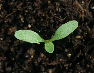 Cotyledon: Greater plantain seedling