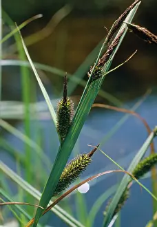 Sedges: Greater Pond Sedge
