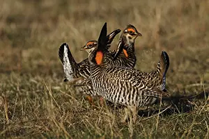 Lekking: Greater Prairie Chicken