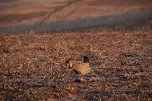 Sacks: Greater Prairie Chicken