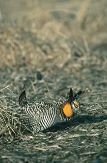 Tympanuchus: Greater Prairie Chicken Displaying