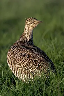 Tympanuchus: Greater Prairie Chicken Hen