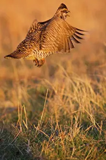 Lekking: Greater Prairie Chicken on Lek