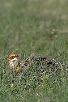 Tympanuchus: Greater Prairie Chicken male