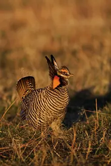Lekking: Greater Prairie Chicken male
