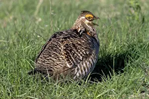Lekking: Greater Prairie Chicken male displaying