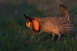 Lekking: Greater Prairie Chicken male displaying