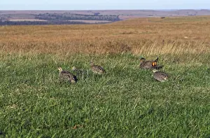 Lekking: Greater Prairie Chicken male displaying to females